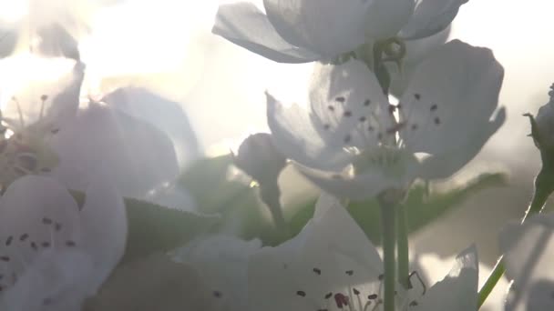 Ανοιξιάτικα λουλούδια στο φως του ήλιου — Αρχείο Βίντεο