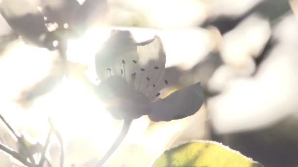 Flores de primavera a la luz del sol — Vídeo de stock