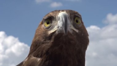 Güneşin altın kartal