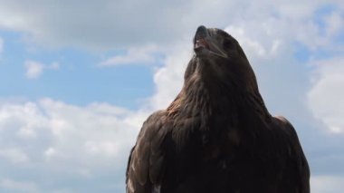 Güneşin altın kartal