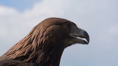 Güneşin altın kartal