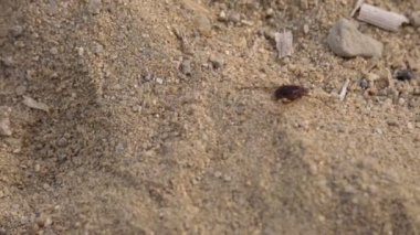 kum üzerinde tarama örümcek