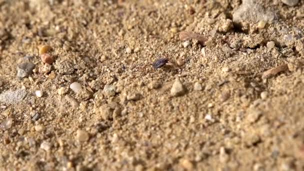 Aranha rastejando na areia — Vídeo de Stock