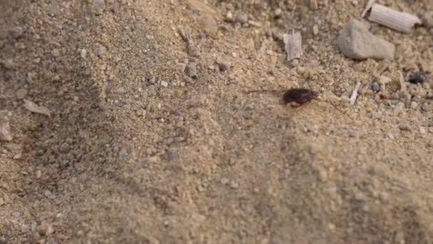 Spinnen kruipen op zand — Stockvideo