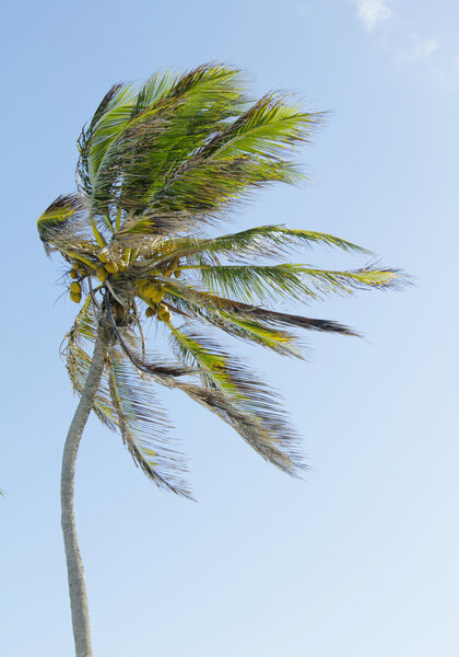 Кокосовое дерево
