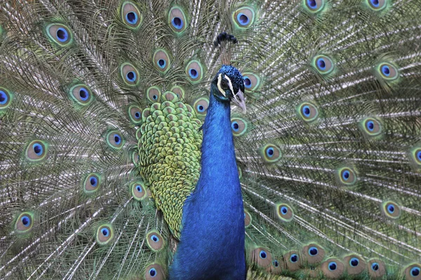 Peacok Masculin Fermer Plumage — Photo