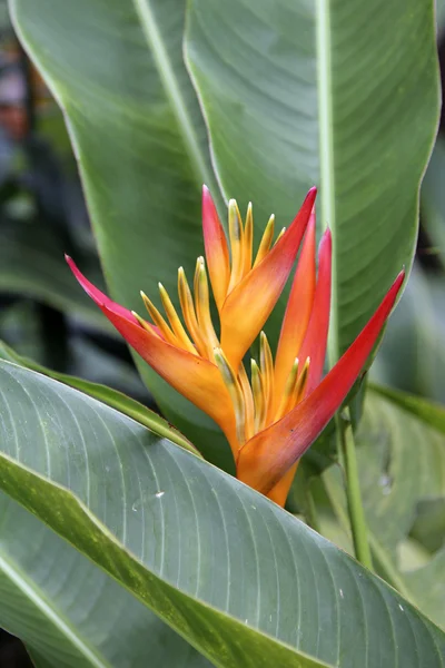 Heliconia çiçek sarı ve kırmızı — Stok fotoğraf