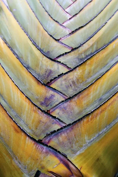 Detalhe de folhas de palma de tronco — Fotografia de Stock