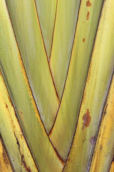 Detalhe de folhas de palma de tronco — Fotografia de Stock