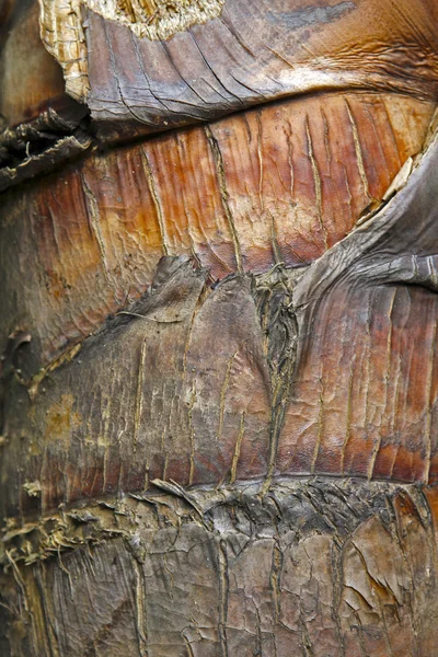 Palm coconut trunk closeup — Stock Photo, Image