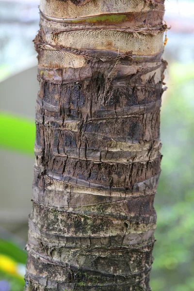 Tronco de palma fechar — Fotografia de Stock