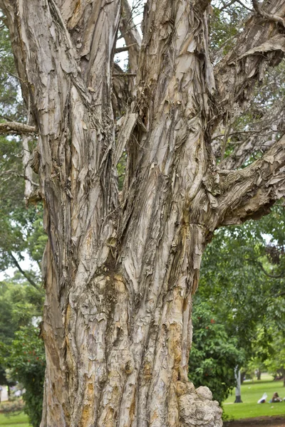 Макро-деталь старого ствола дерева — стоковое фото