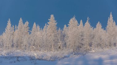 Mavi gökyüzünün arka planında, kışın taiga ormanında karla kaplı bir grup ağaç. Muhteşem bir manzara. Uzak Kuzey 'in kış doğasının arkaplan görüntüsü