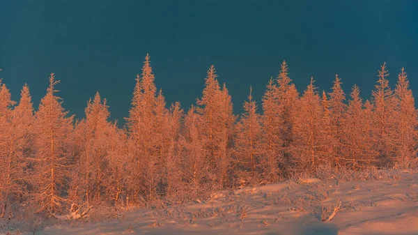 Группа Деревьев Зимнем Таежном Лесу Покрытая Снегом Освещенная Оранжевыми Лучами — стоковое фото