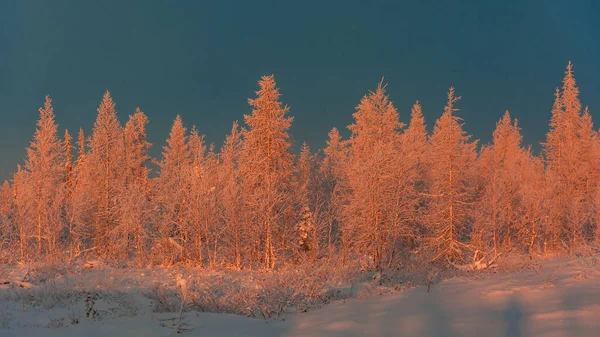 Gruppo Alberi Una Foresta Taiga Invernale Coperta Neve Illuminata Dai — Foto Stock