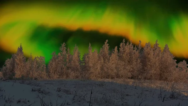 Polar night. Winter forest with snow-covered trees in the background of the northern lights. Beautiful night arctic sky
