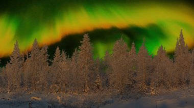 Kutup gecesi. Kuzey ışıklarının arkasında karla kaplı ağaçlarla kaplı bir kış ormanı. Güzel gece kutup gökyüzü