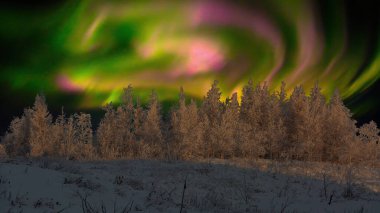 Kutup gecesi. Kuzey ışıklarının arkasında karla kaplı ağaçlarla kaplı bir kış ormanı. Güzel gece kutup gökyüzü