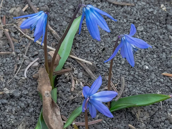 Ormandaki Ilk Bahar Çiçekleri Geçen Yılki Yaprakların Arka Planına Karşı — Stok fotoğraf