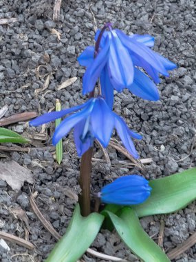 Ormandaki ilk bahar çiçekleri geçen yılki yaprakların arka planına karşı. İnce bacaklı mavi kızılötesi ışınlar. Baharın başlangıcının sembolü.