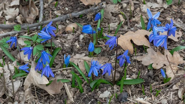 First Spring Flowers Snowdrops Forest Background Last Year Leaves Blue — Stock Photo, Image
