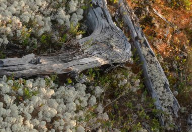 Uzak kuzeyde zaman içinde değişen ağaçlar şeklinde ilginç bir arka plan dokusu var. Ağacın şekli bozulmuş. Ormanın yüzeyinde çeşitli yosunlar yetişir.