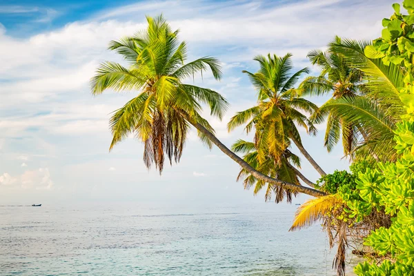 Palm trees on maldivian beach — Stock Photo, Image