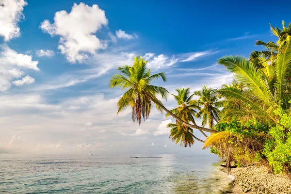 Palmiers sur la plage des Maldives — Photo