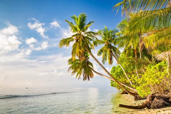 Palmiers sur la plage des Maldives — Photo