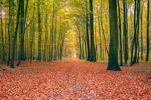 Ljusa hösten skogen — Stockfoto