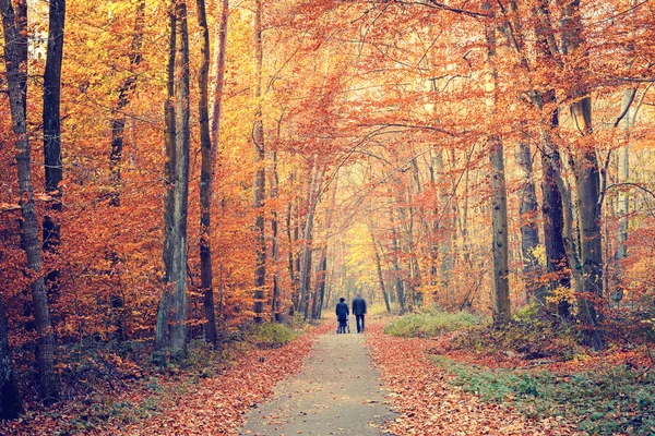 Pathway in autumn forest — Stock Photo, Image