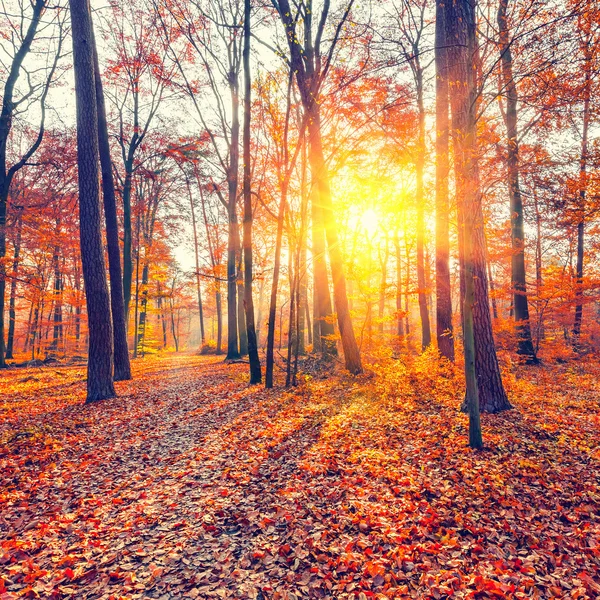 Pôr do sol na floresta de outono — Fotografia de Stock