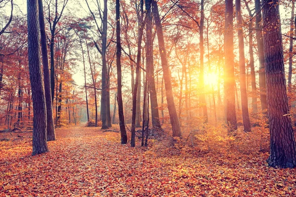 Pôr do sol na floresta de outono — Fotografia de Stock