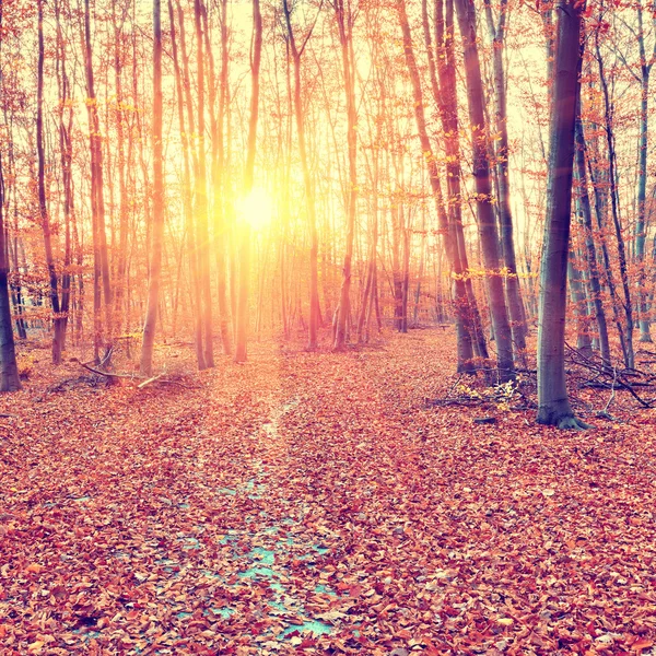 Zonsondergang in het herfstbos — Stockfoto