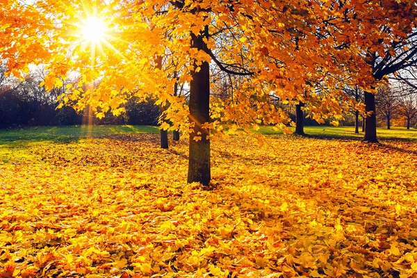 Sunny autumn foliage — Stock Photo, Image