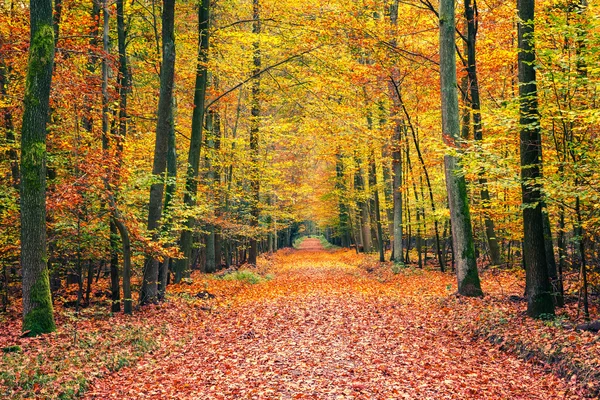 Sonbahar ormanlarında yol — Stok fotoğraf