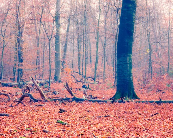 Kleurrijke herfst bos — Stockfoto