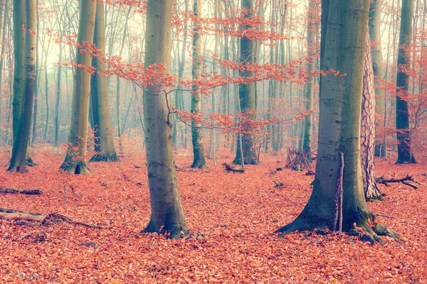 Floresta de outono colorida — Fotografia de Stock