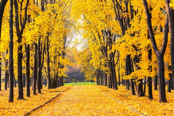 Gränd i höst park — Stockfoto