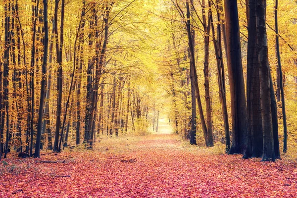 秋の公園の道 — ストック写真