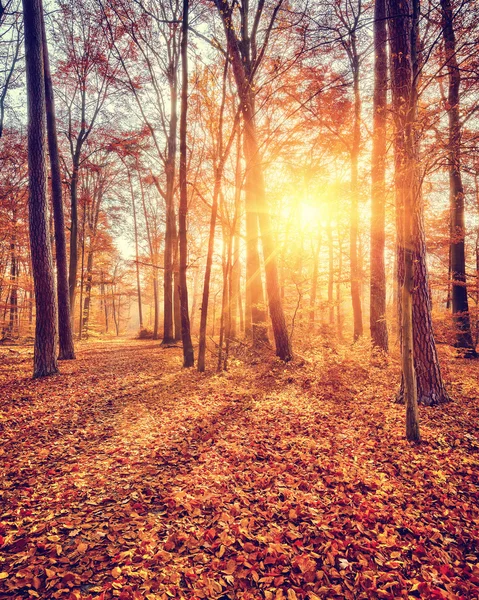 Zonsondergang in het herfstbos — Stockfoto