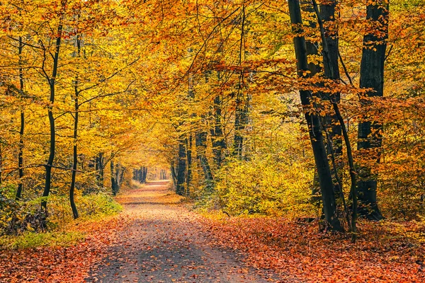 Path in autumn forest — Stock Photo, Image