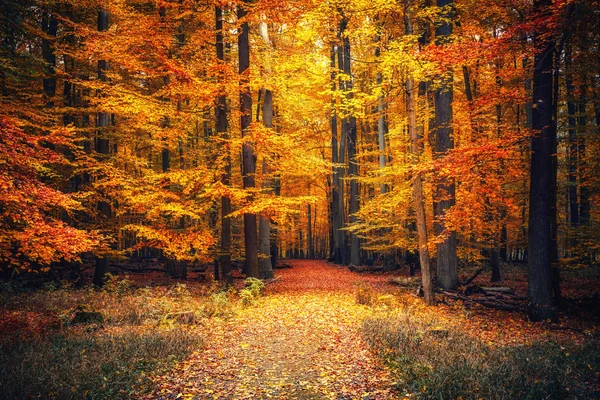 Camino en el bosque de otoño — Foto de Stock