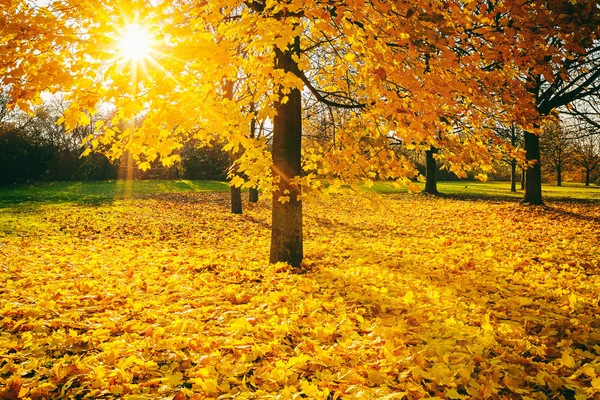 Sonniges Herbstlaub — Stockfoto