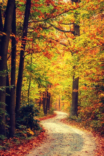 Heldere herfst bos — Stockfoto