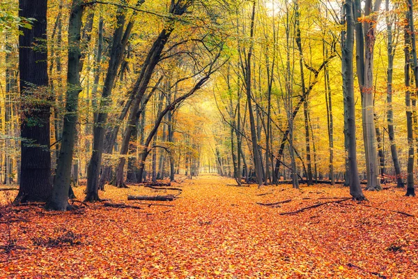 Caminho na floresta de outono — Fotografia de Stock