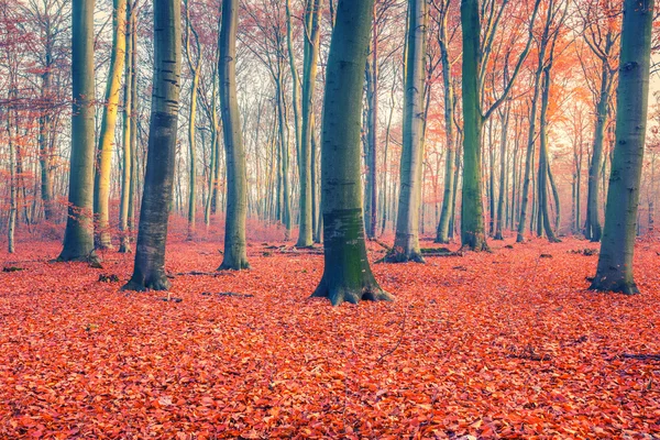 Colorido bosque de otoño — Foto de Stock