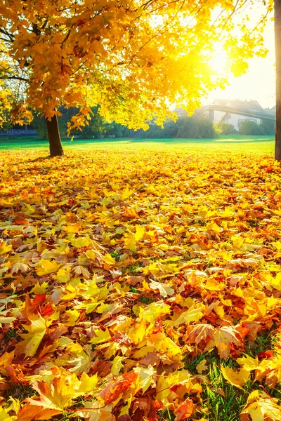 Sunny autumn foliage — Stock Photo, Image