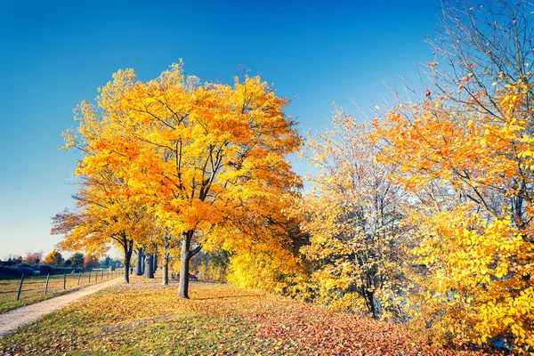 Colorido parque de otoño — Foto de Stock