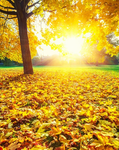 Сонячний Осіннє листя — стокове фото